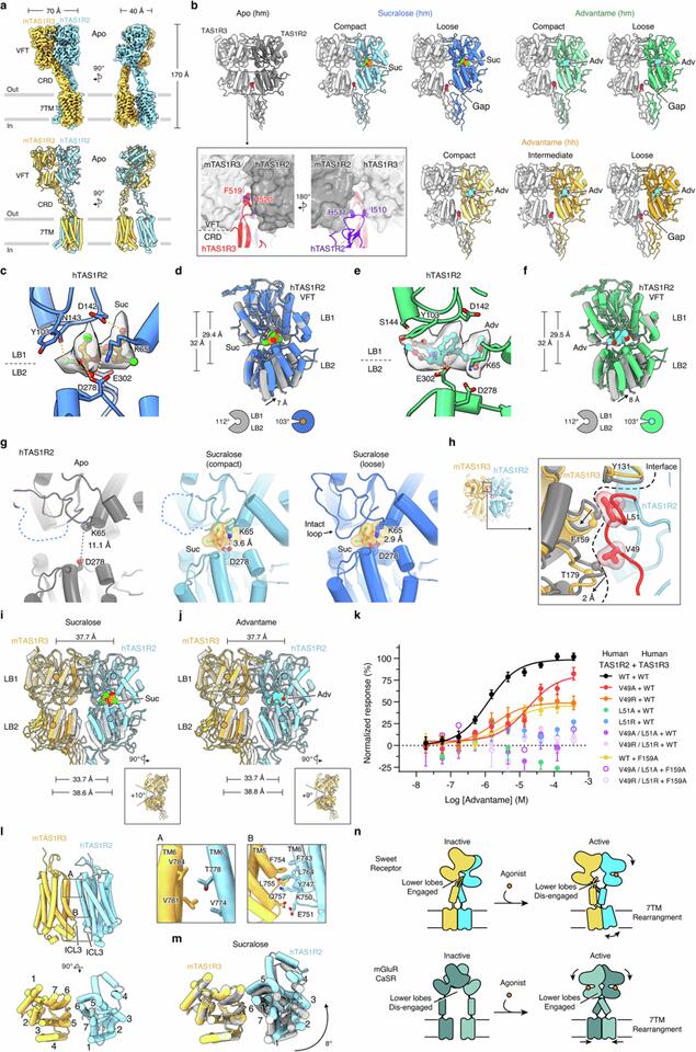 Structure and activation mechanism of human sweet taste receptor ...