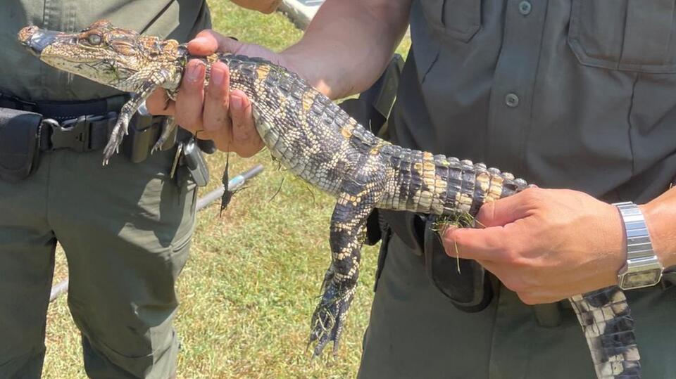 Young Alligator Captured from New York Pond - NewsBreak