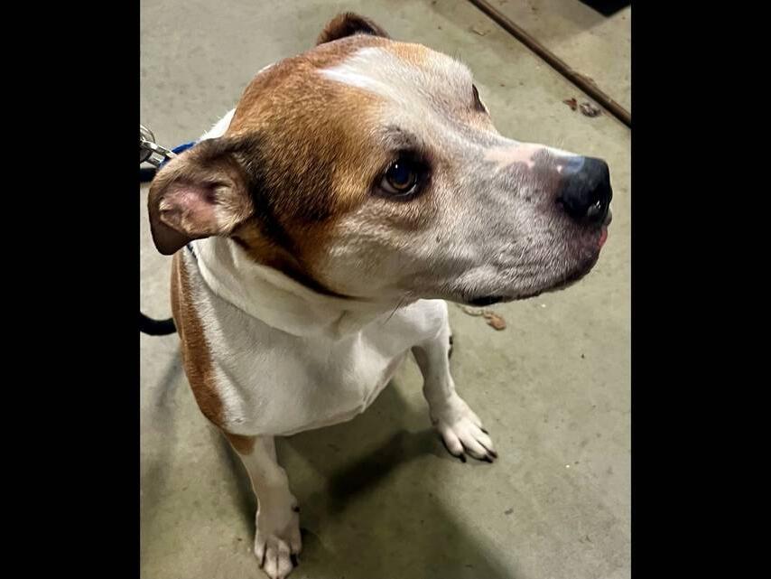 ‘Hungry’ dog survived in his home for 3 weeks after owner died. He