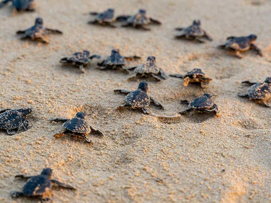 Discover 5 Types of Sea Animals With Shells (and Why They Have Them)