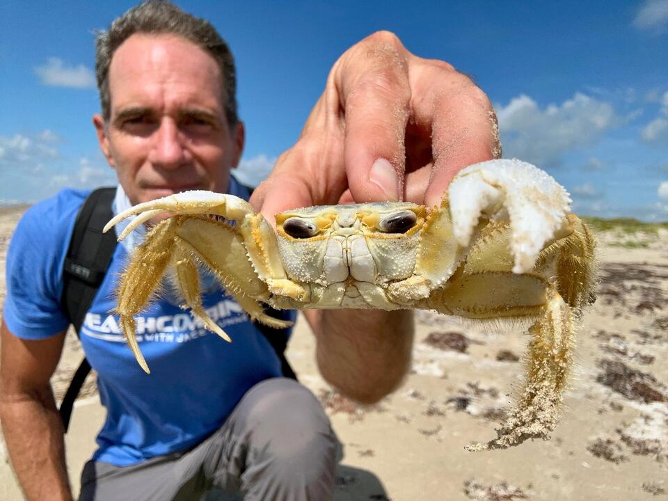 Where did the ghost crabs go? Here's how beach conditions affect crabs ...