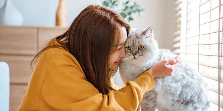 Cat attachment style impacts behavior and hormone levels, study finds ...
