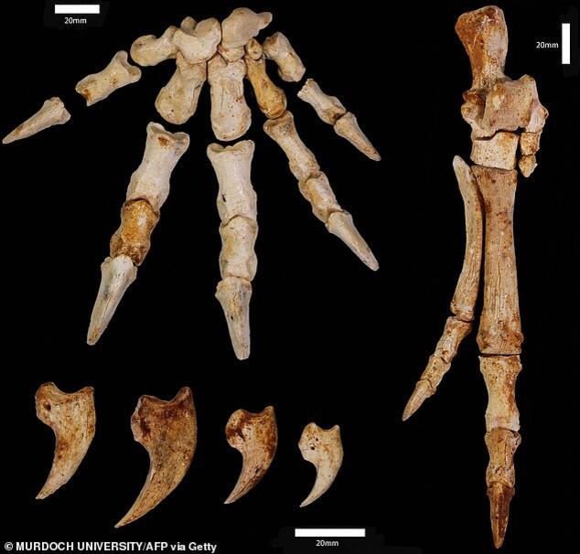 Ancient kangaroo which weighed 60kg and could climb trees is discovered ...