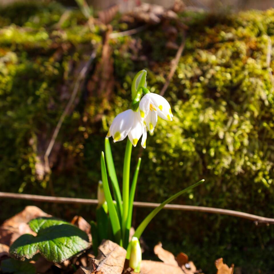 Forget Tulips! Plant These 7 Unusual Spring Bulbs Instead for a Truly ...
