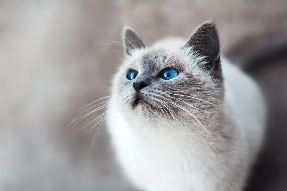 10 Cat Behaviors That Only Appear in Deeply Secure Homes - NewsBreak