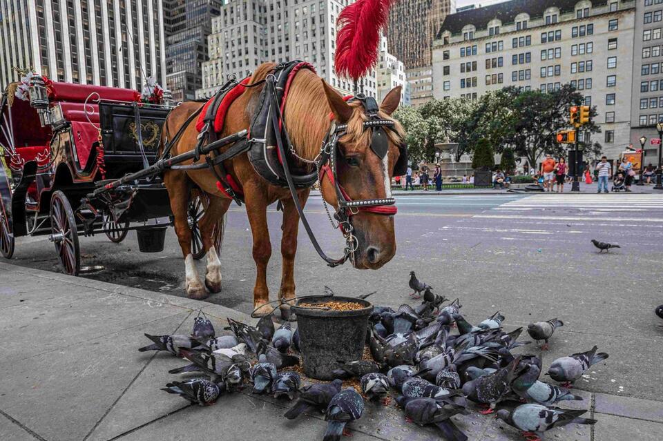 NYC carriage horses suffer from lack of care and oversight, new report ...