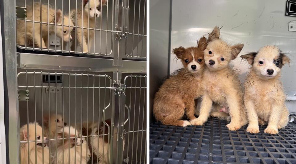 101 Dogs Rescued from Filthy Conditions in North Carolina Home - NewsBreak