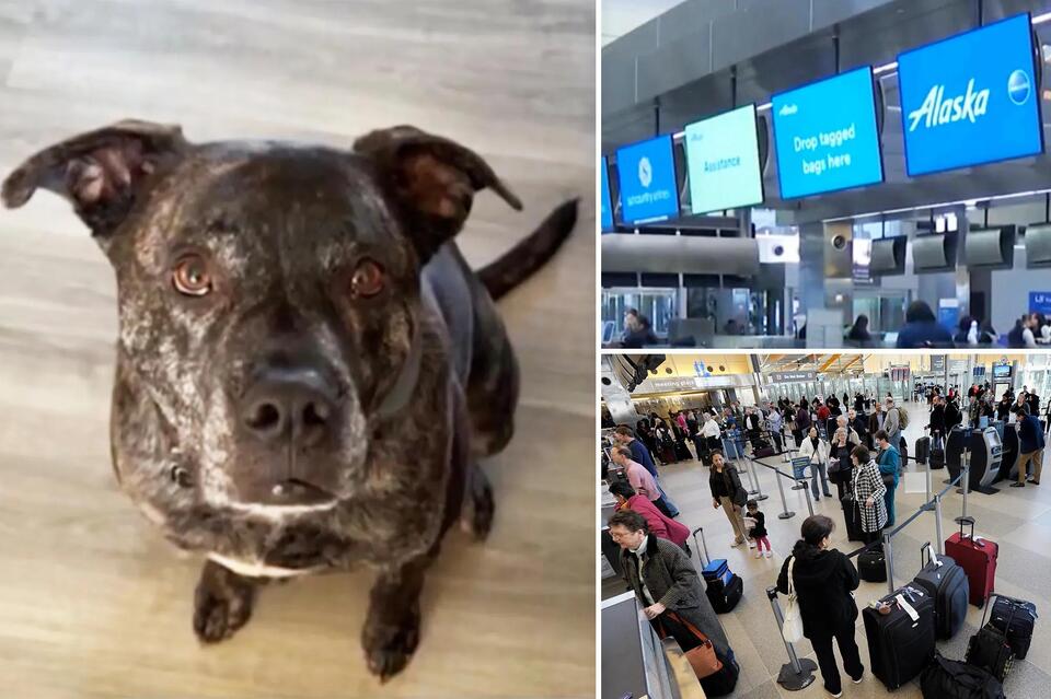 Alaska Airlines passenger reunited with dog after airline accidentally