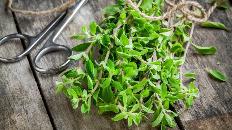 6 Herbs Used for Stiff Necks Before Muscle Relaxers Existed - NewsBreak