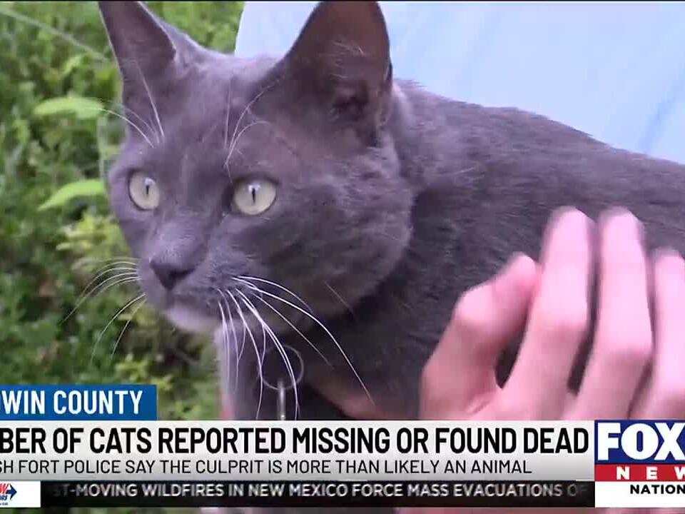 Many cats being reported missing or dead in Spanish Fort