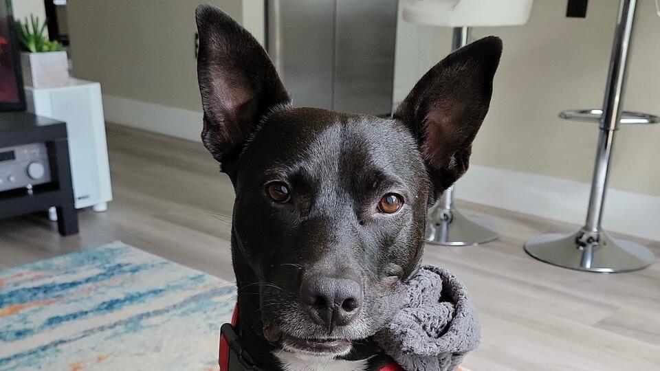 AOL Pet of the Week, August 3, 2026: Drako the lab mix - NewsBreak