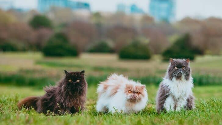 12 Signs Your Cat is Struggling with the Humidity in Florida