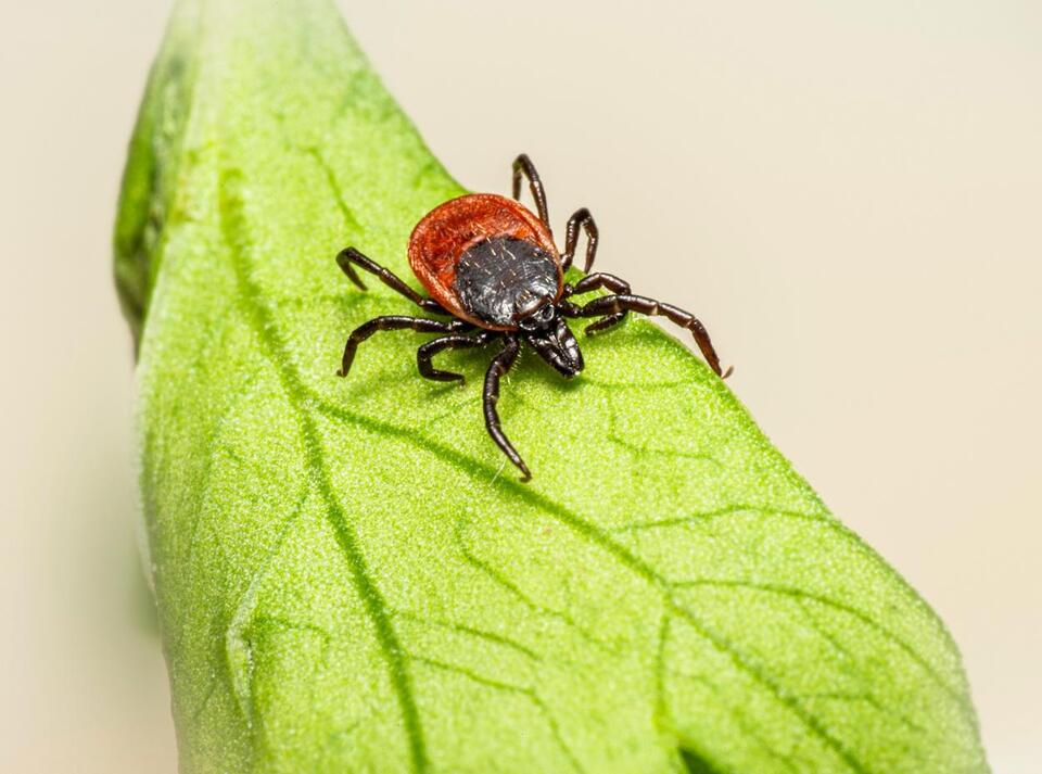 How A Tick Bite Can Make You Allergic To Red Meat - NewsBreak