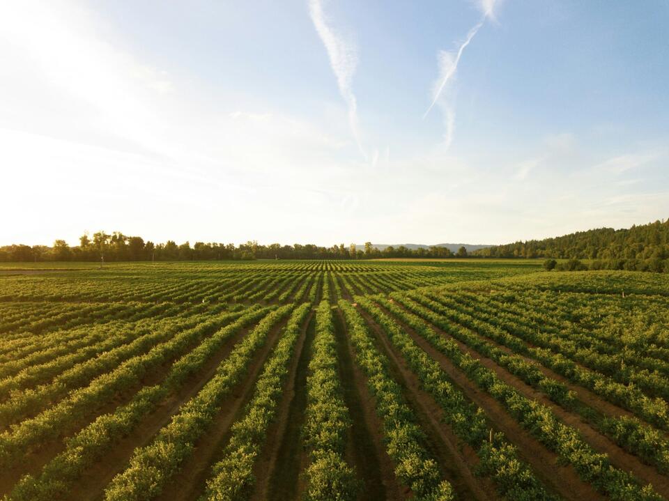 BioSensor Solutions’ Biodegradable Sensors Deliver the Living-Soil ...