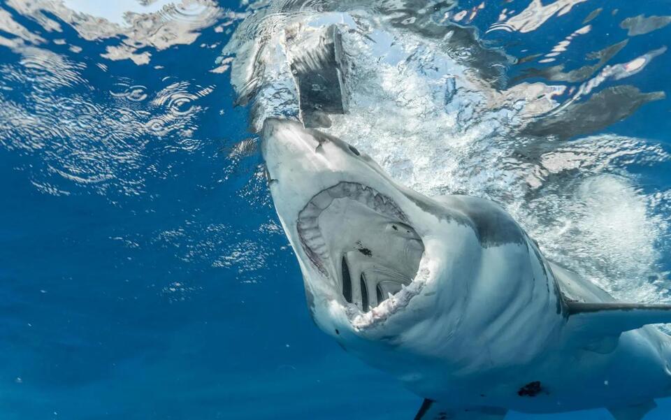 Sharks in New England Waters: How to Identify 14 Species You Might ...