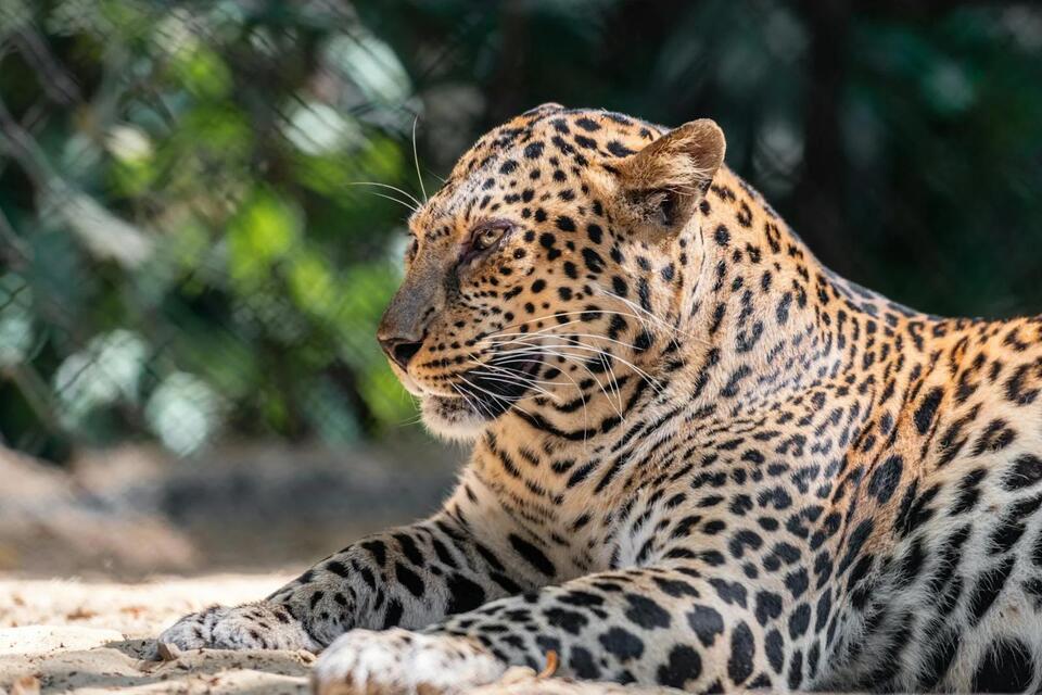 The Secret Travel Routes of Nomadic Leopards - NewsBreak