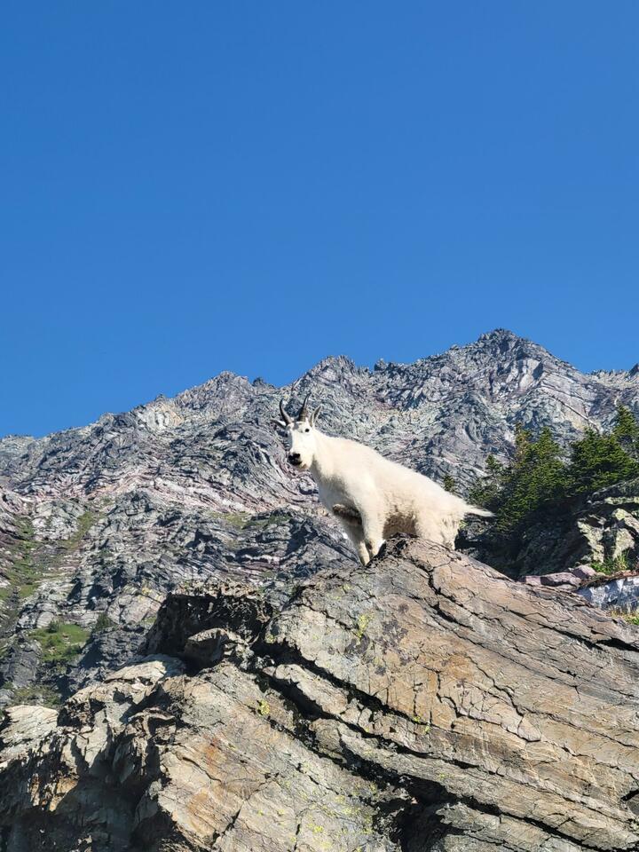 Study documents drastic mountain goat decline in Glacier National Park ...