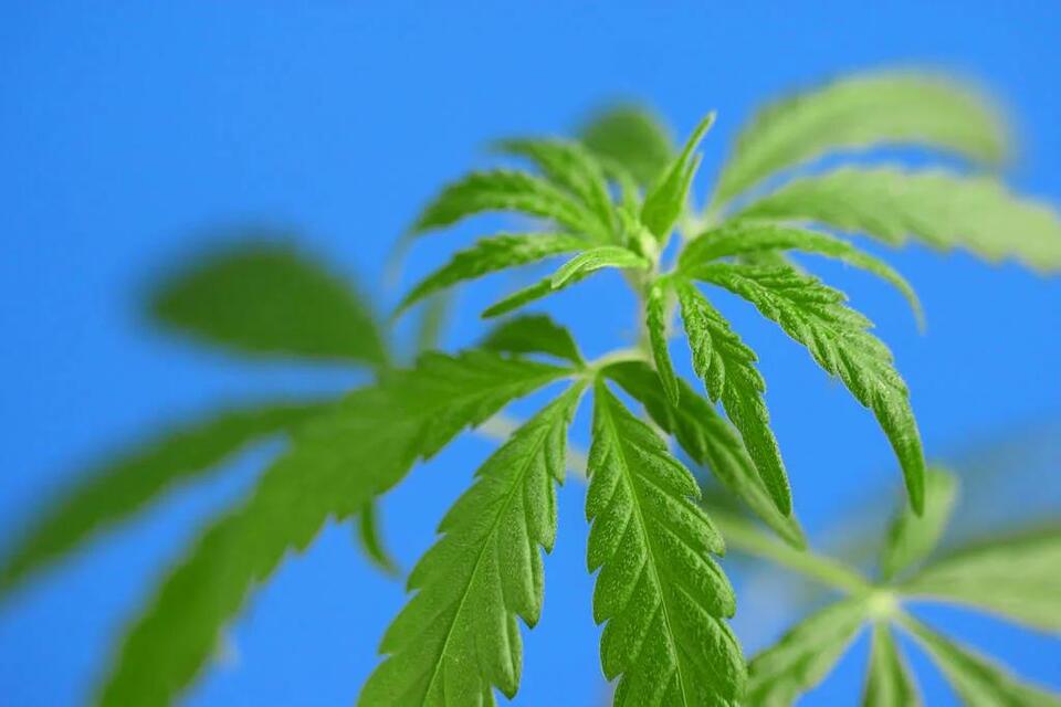 U.S. Congress: Lawful Hemp Protection Act Gains Two New Bipartisan ...
