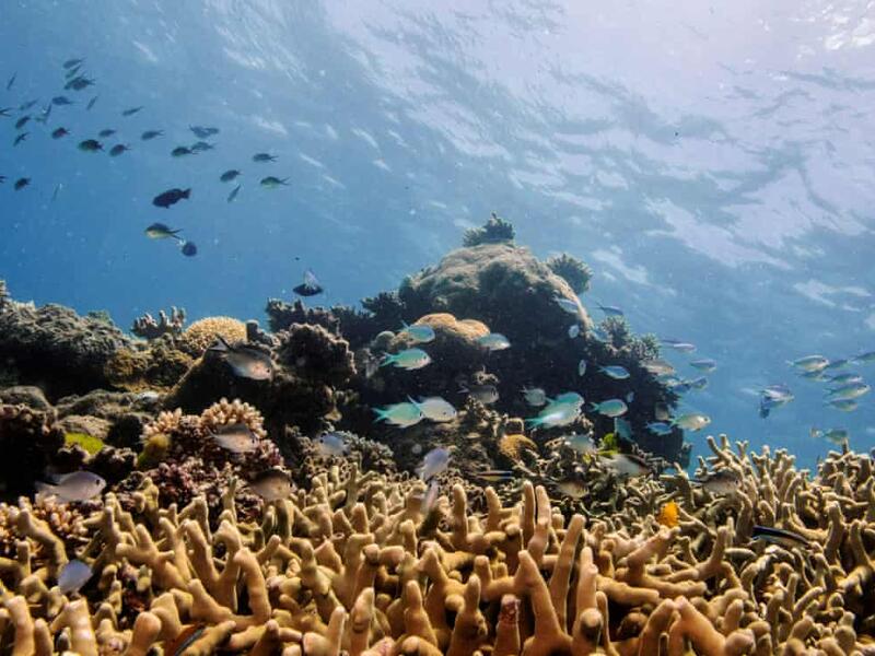 Fish that eat microplastics take more risks and die younger, study