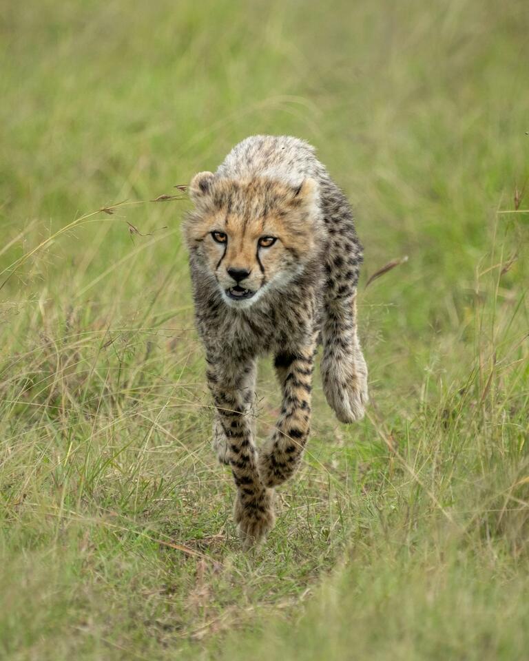 How Cheetahs Use Speed as a Language - NewsBreak