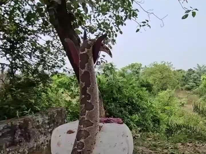 I don’t think he was stuck. I think he was just hanging around! Snake