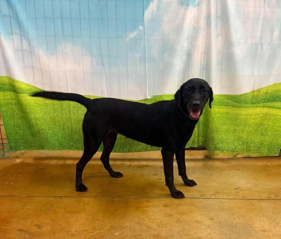 🐶 Friendly Labrador Retrievers Ready for Adoption in DFW - NewsBreak