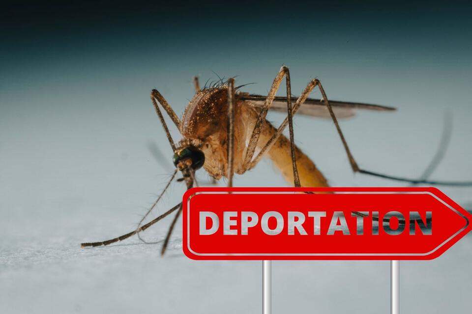 Yellow Fever Mosquito Found In Davis County, Maybe We Can Deport It ...