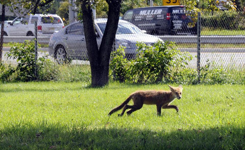 Man, woman attacked by suspected rabid fox moments apart in Pa. - NewsBreak