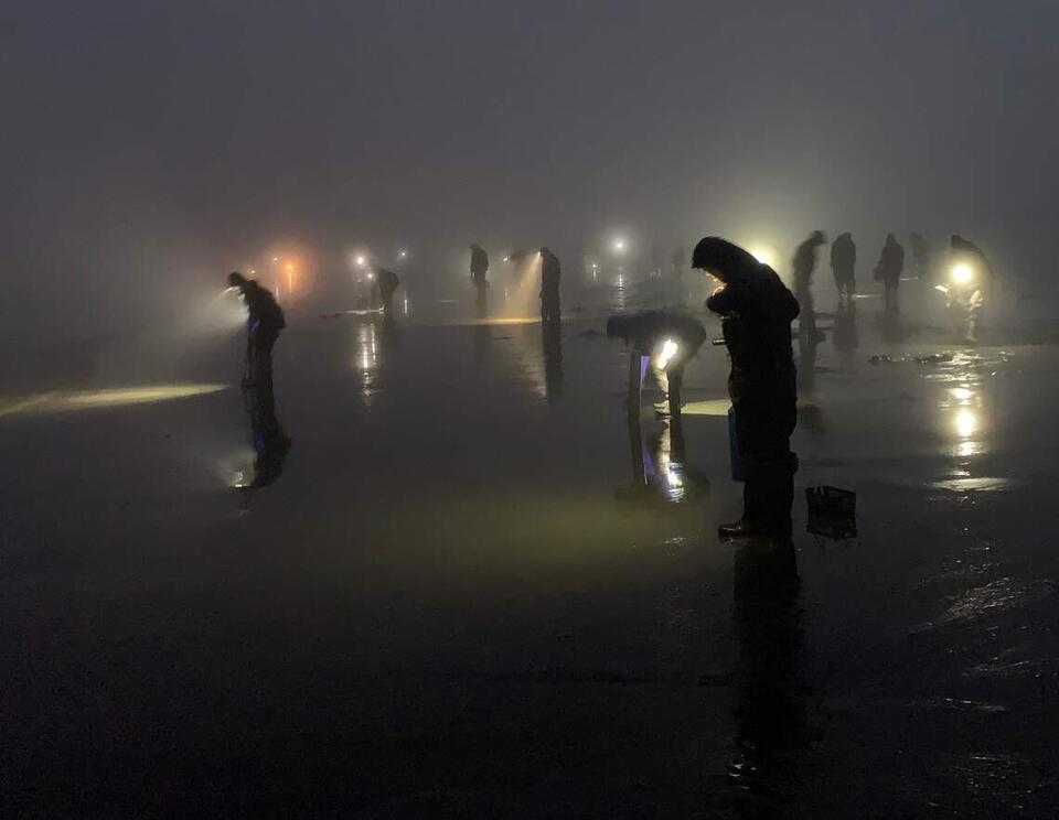 Fall razor clam season postponed for WA coastal beaches. Here's what we ...