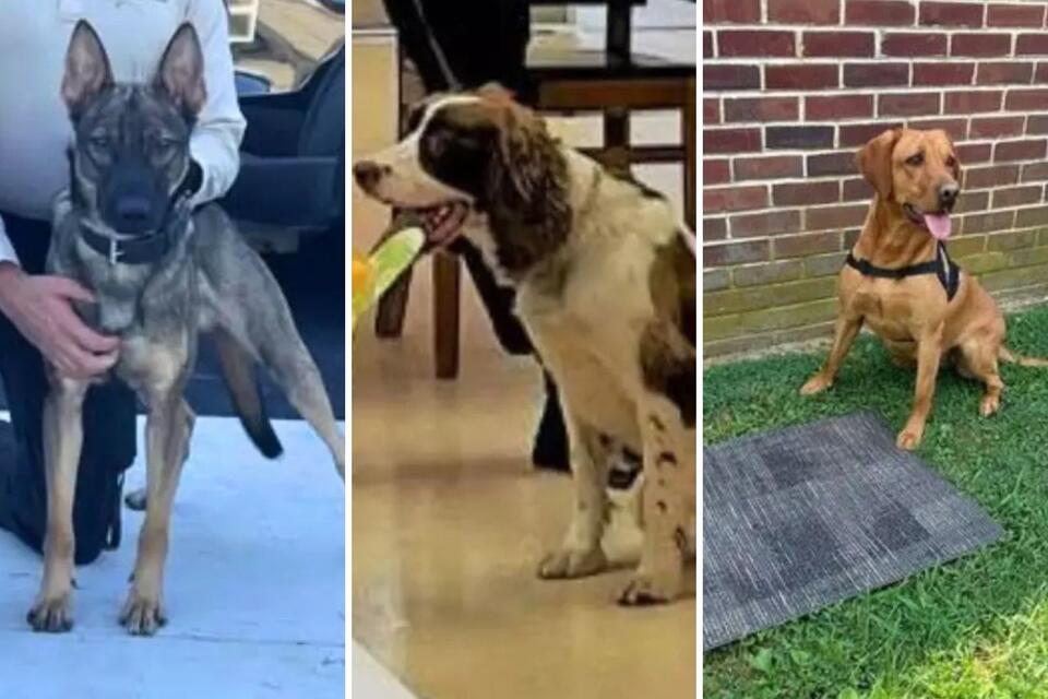 Salem K-9 charges revive questions about why another police dog death remains unresolved
