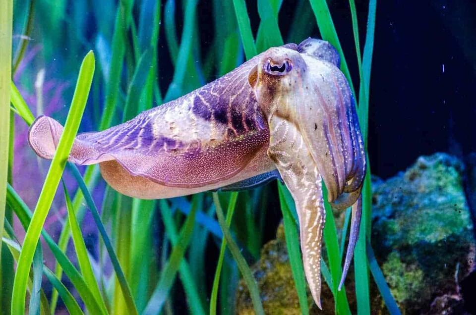 10 Marine Animals That Change Color Instantly - NewsBreak