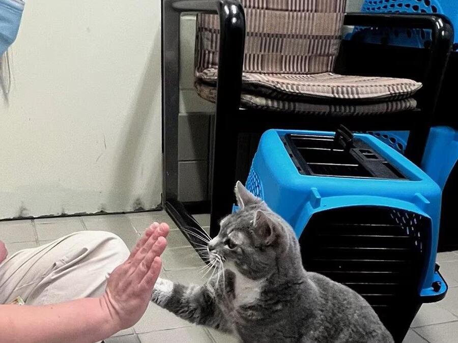 Surgery may not be necessary to spay freeroaming cats, Cincinnati Zoo