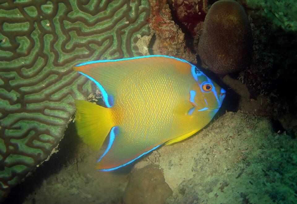 Why reef fish from different oceans end up looking alike - NewsBreak