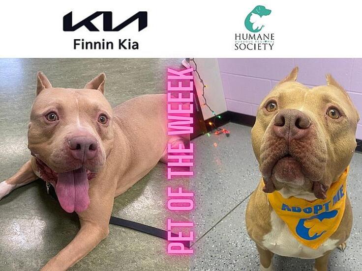 Dubuque Regional Humane Society’s Pet of the Week is Sweet Boy, Jefe