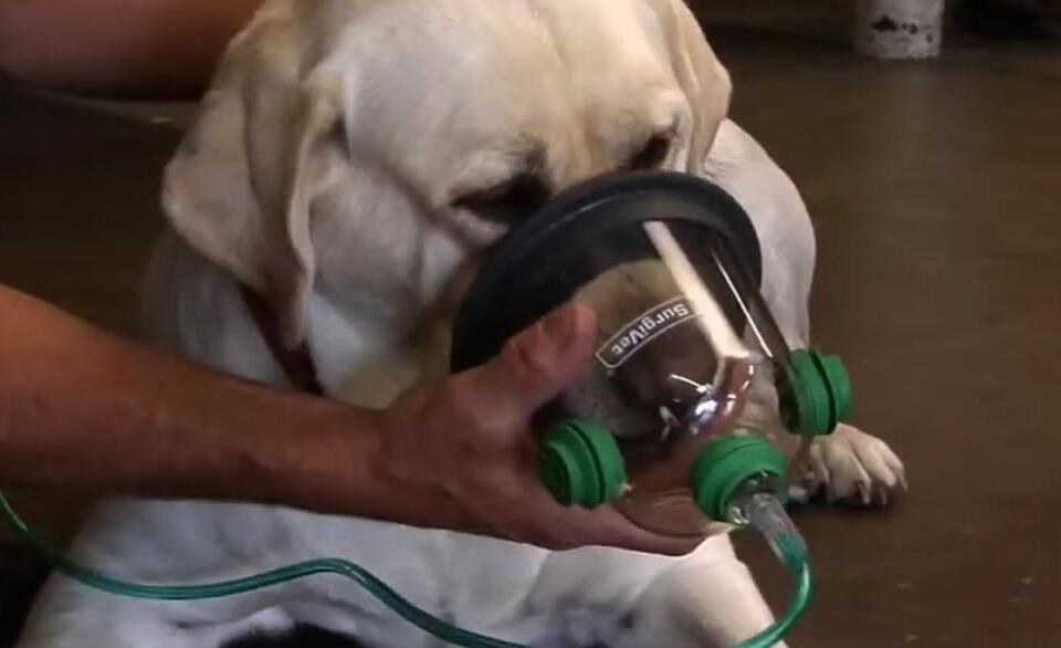 New Masks Help Battle Creek Firefighters Rescue More Pets - NewsBreak