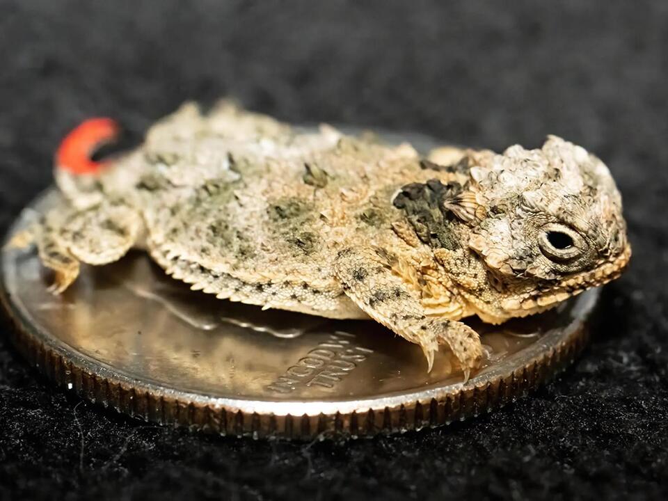 Miami zoo celebrates first-ever hatching of threatened horned lizards