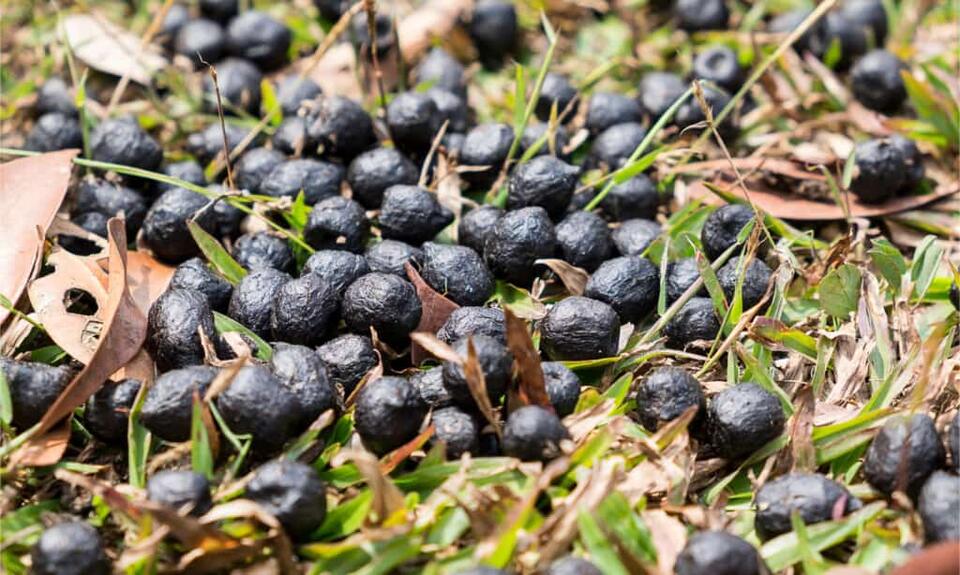 Deer Poop: What Does Deer Scat Look Like? - NewsBreak