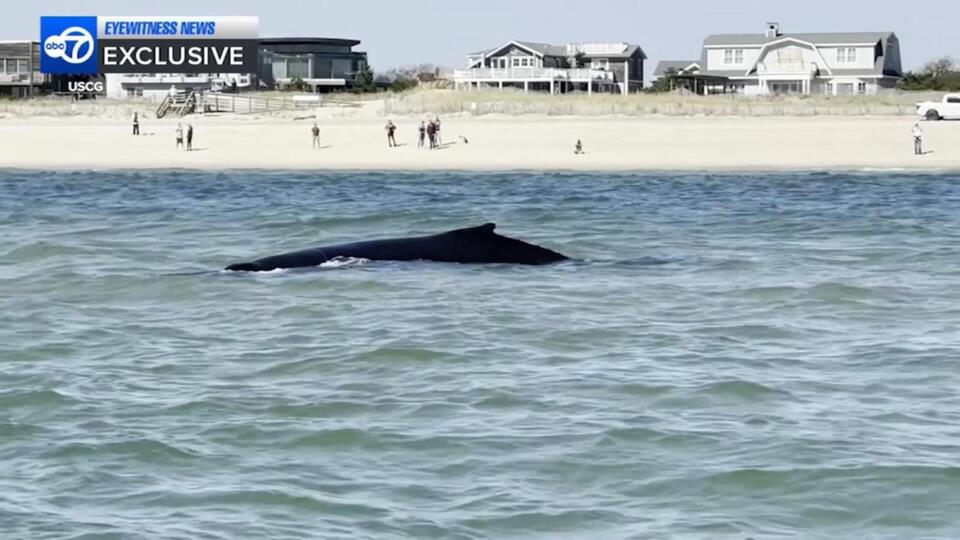 Young humpback whale rescued after becoming entangled - NewsBreak