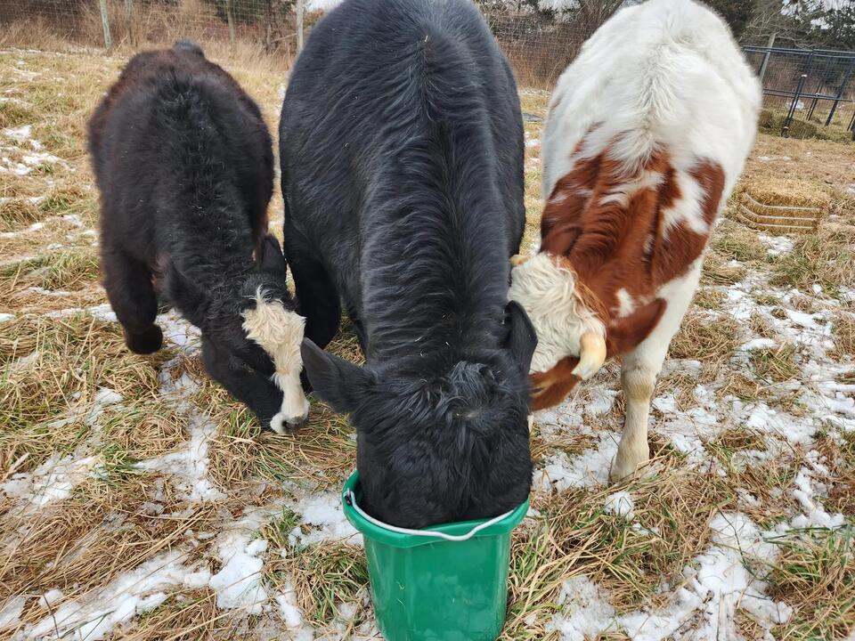 3 bulls - Steve, Artie, Robert - rescued from LI animal killer at ...