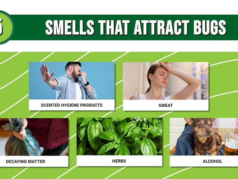 5 Smells That Attract Bugs and 5 Smells They Hate!