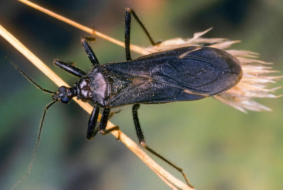 24 Things Most Arizona Residents Never Realize About Assassin Bugs ...