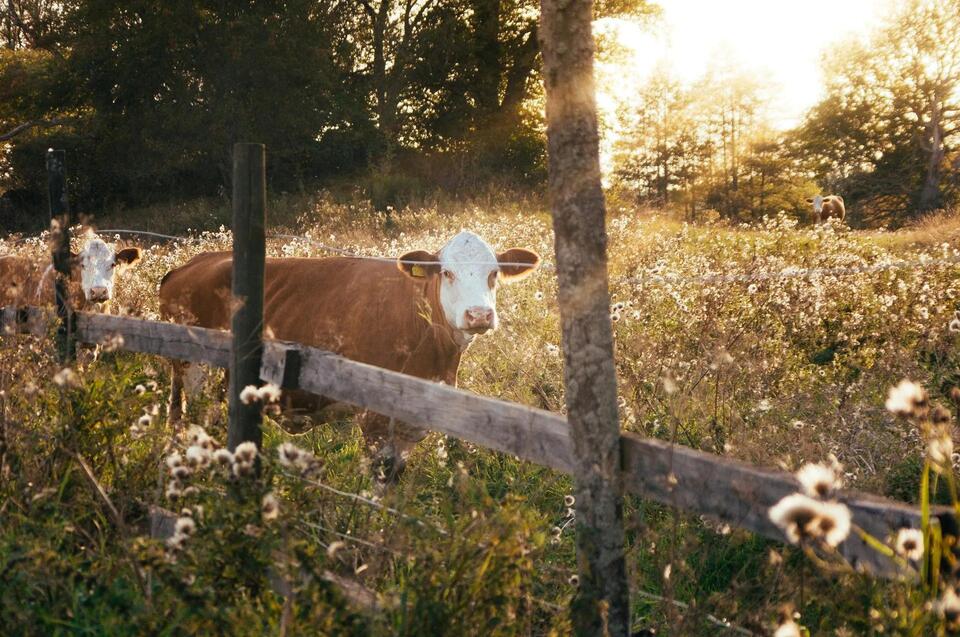 Livestock Disease Reporting in Montana: Rules Every Producer and Veterinarian Must Know