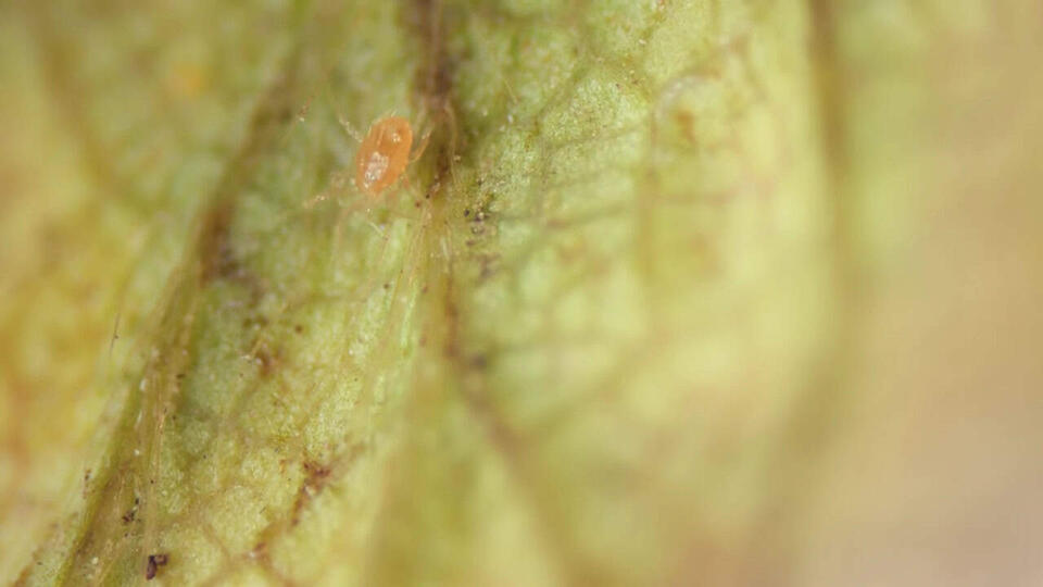 How Mite vs. Mite Saves This Popular Fruit - NewsBreak