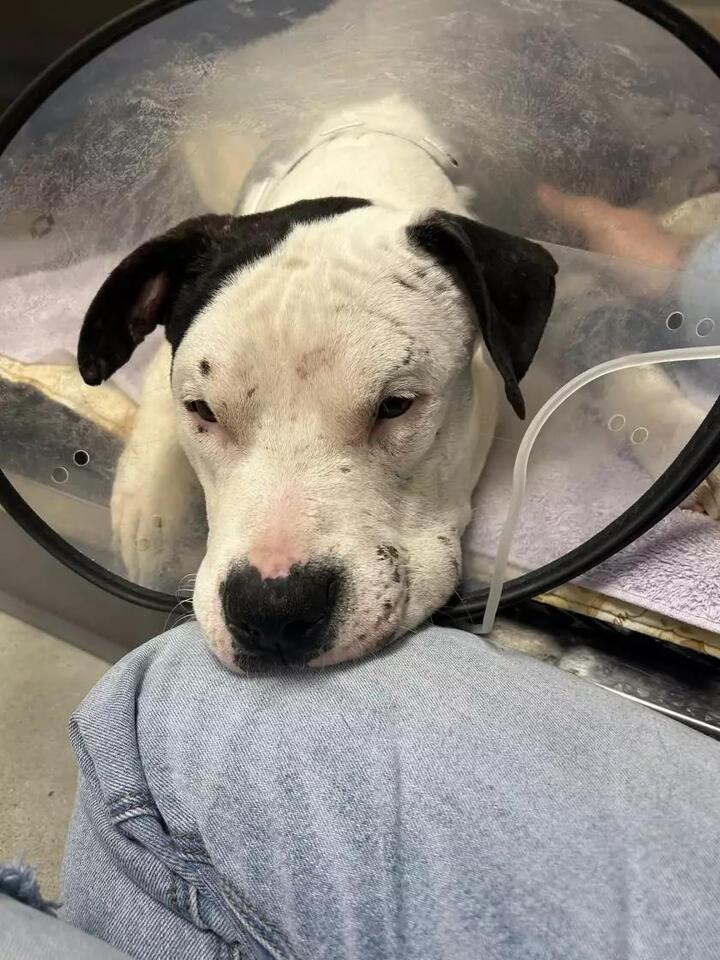 More charges filed against man accused of felony animal abuse - NewsBreak