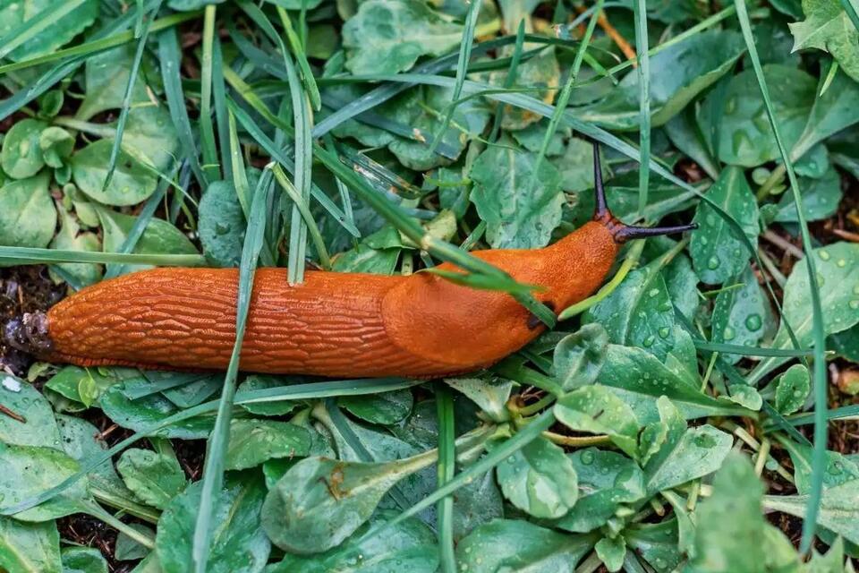 How to Identify 31 Different Types of Slugs by Color, Shape, and ...