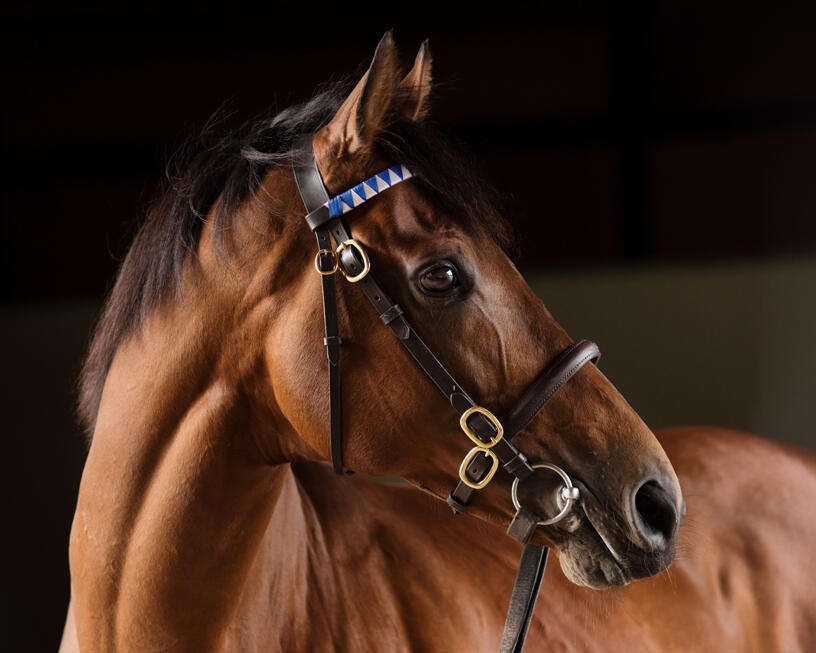 Ahmed Al Maktoum's Waardah Overpowers Park Hill Rivals