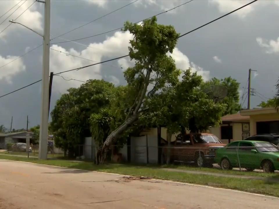 Strong winds damages home fence, knocks down trees across Broward
