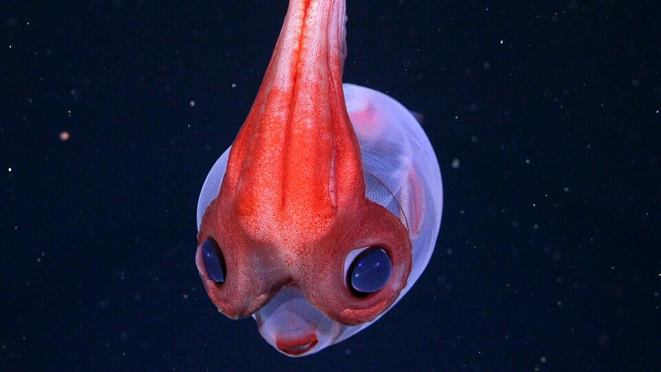 Hidden Coral World The Size of Vatican City Found Deep Beneath The Ocean