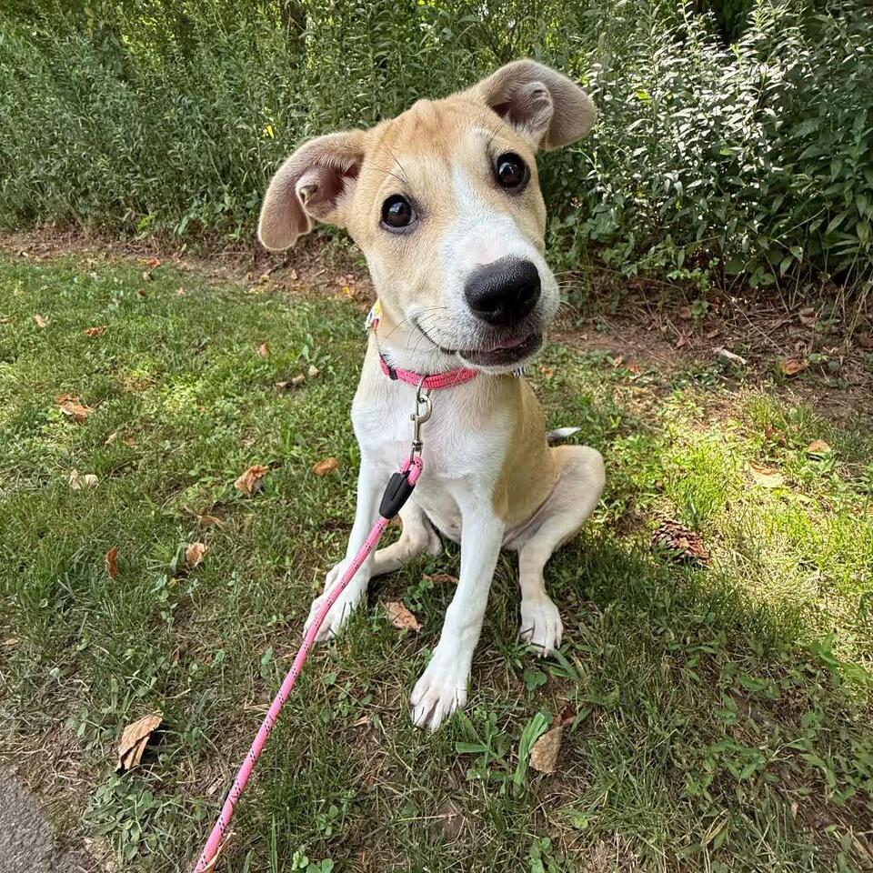 🐶 Friendly Apex Dogs Ready to Join Your Family - NewsBreak