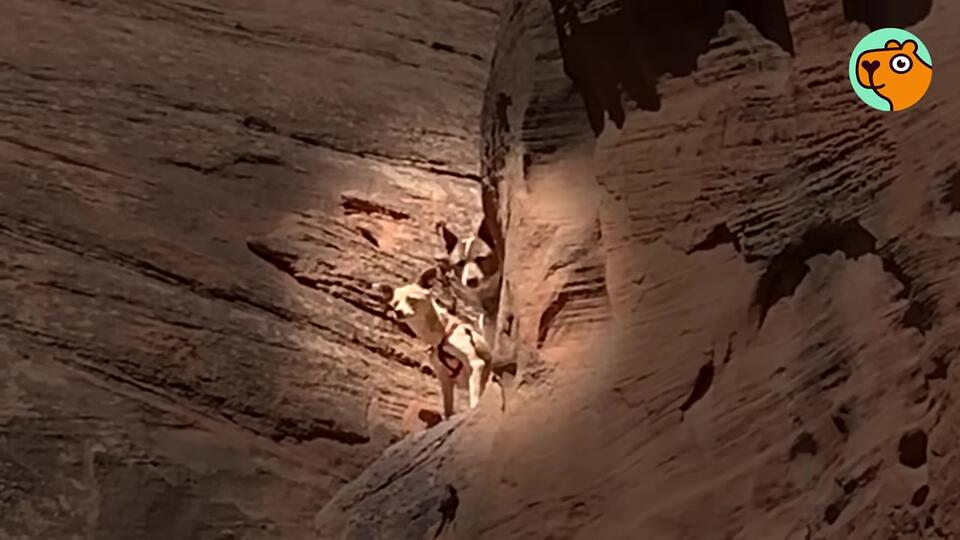 Colorado Hiker Looks Up At Two Tiny Heads On A 60-Foot Cliff And ...